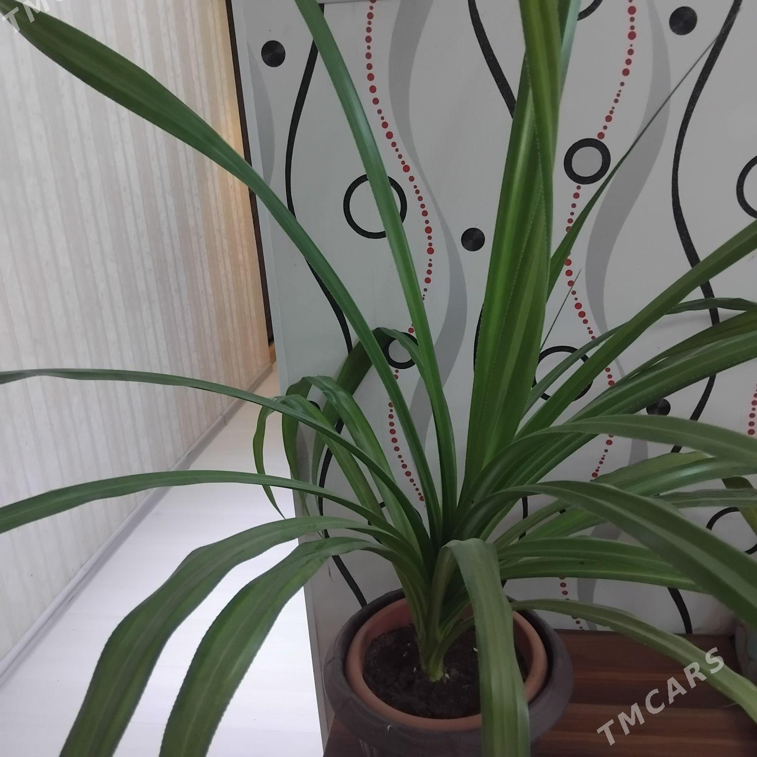 Комнатное растение - Aşgabat - img 2