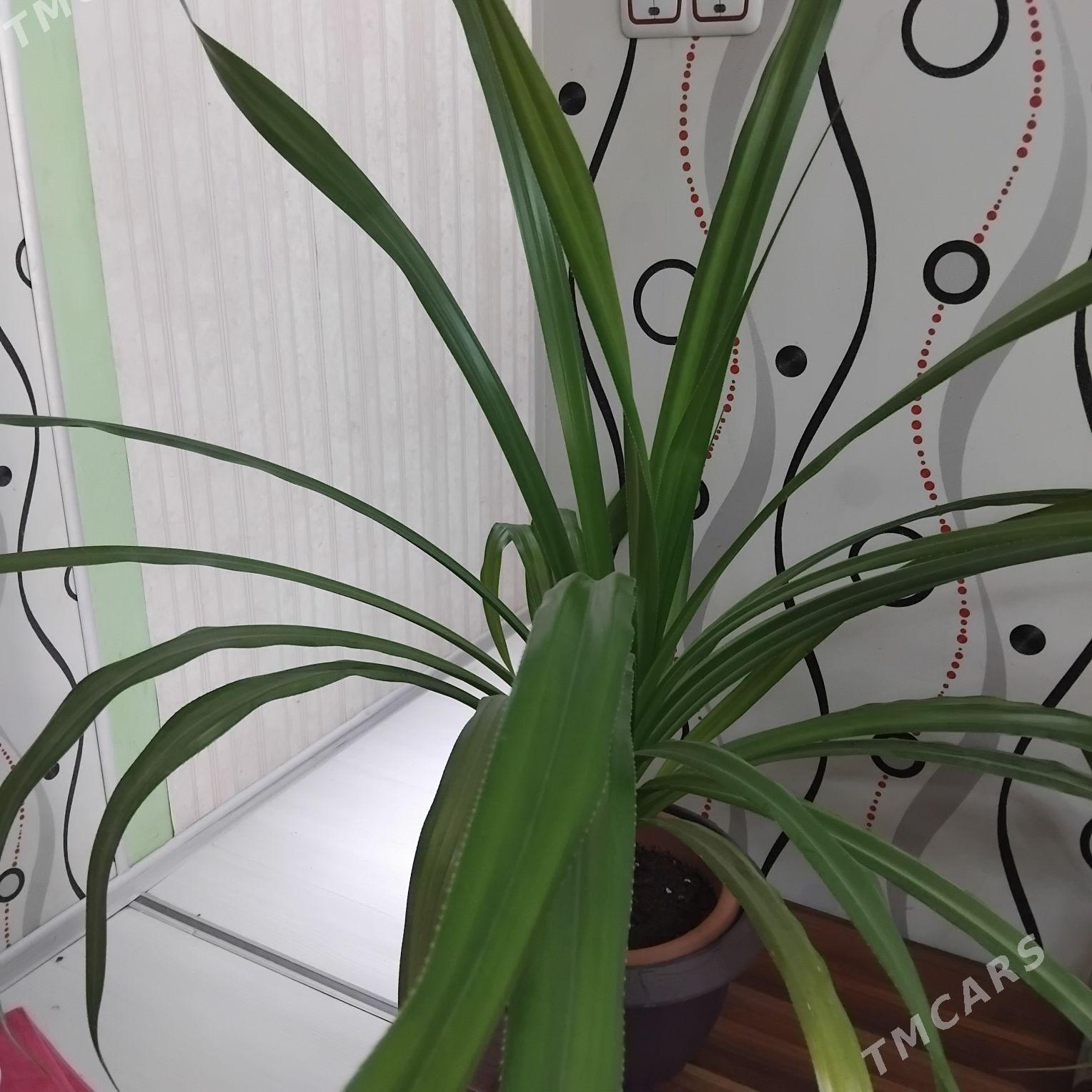 Комнатное растение - Aşgabat - img 3