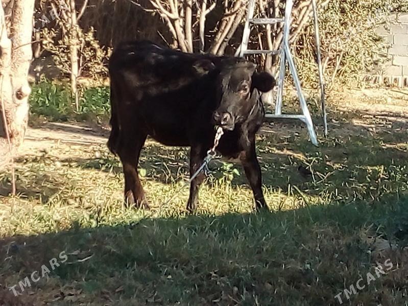 Gibirit tywe - Бахарден - img 2