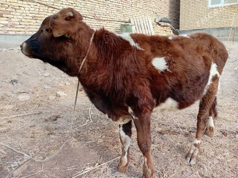 öküzçe - Türkmenabat - img 5