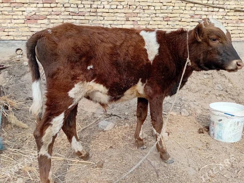 öküzçe - Türkmenabat - img 8