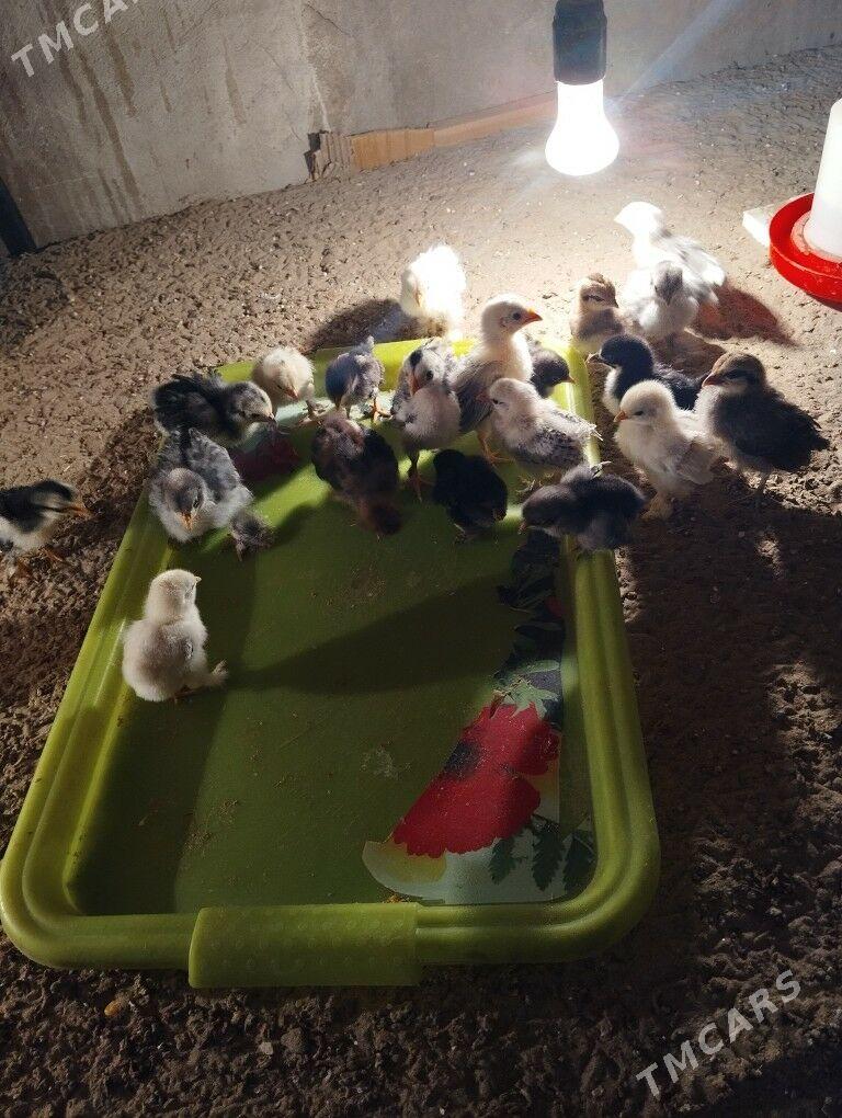 karlik juje - Балканабат - img 2