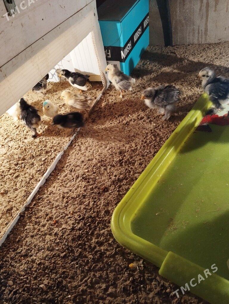 karlik juje - Балканабат - img 3