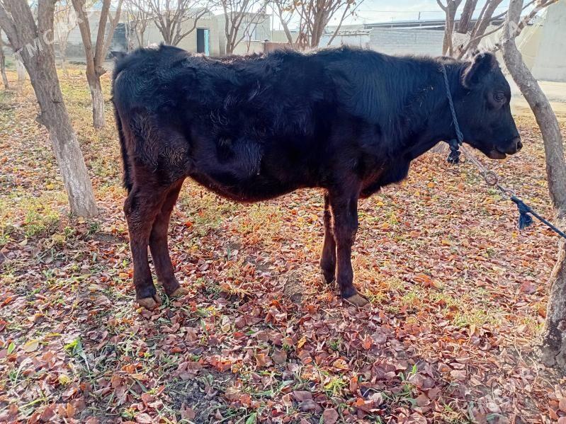 tuwe - Бахарден - img 3