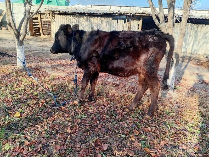 tuwe - Бахарден - img 2