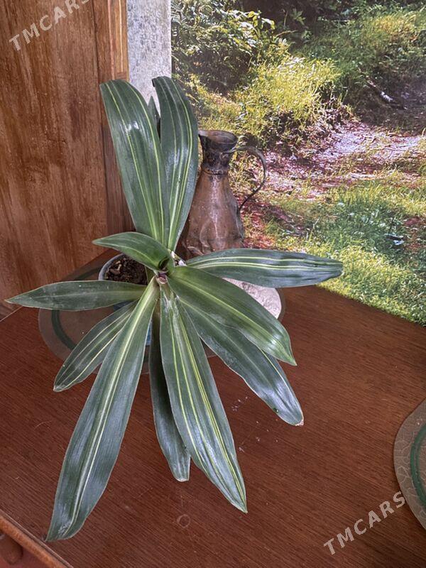 цветы для дома - Aşgabat - img 2