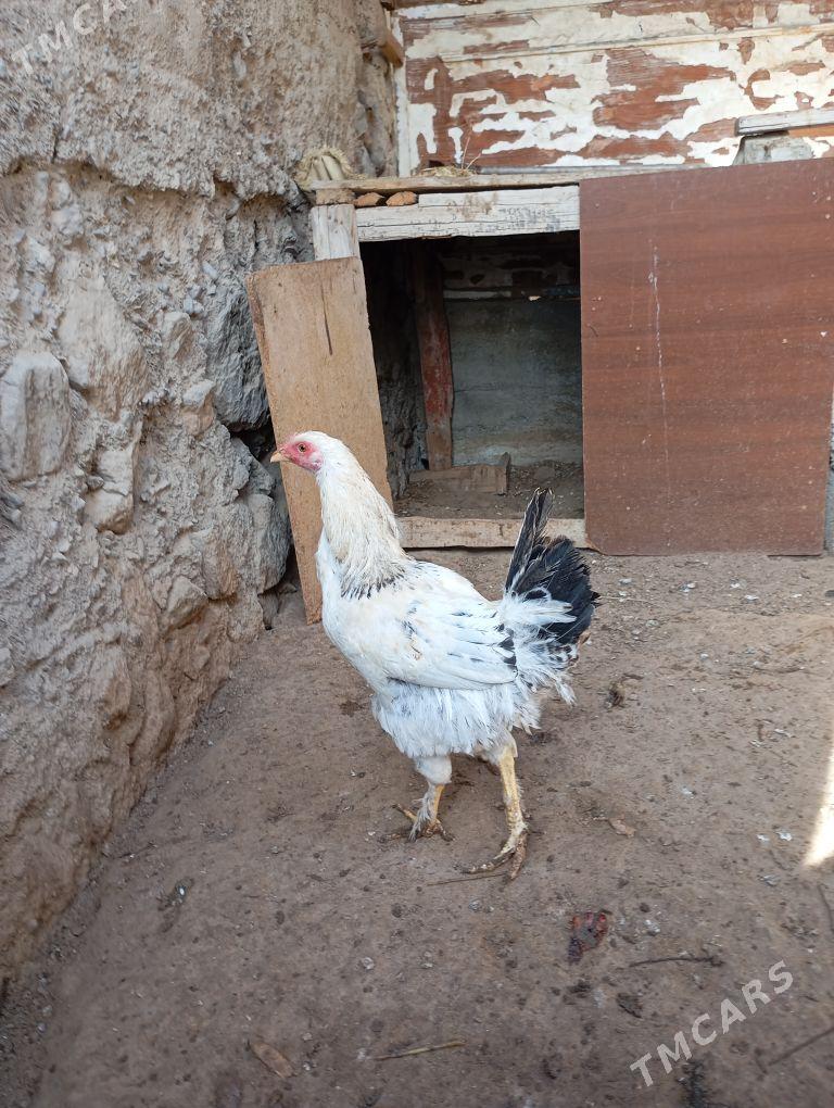 horaz - Gumdag - img 2