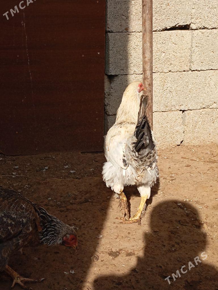 horaz - Gumdag - img 1