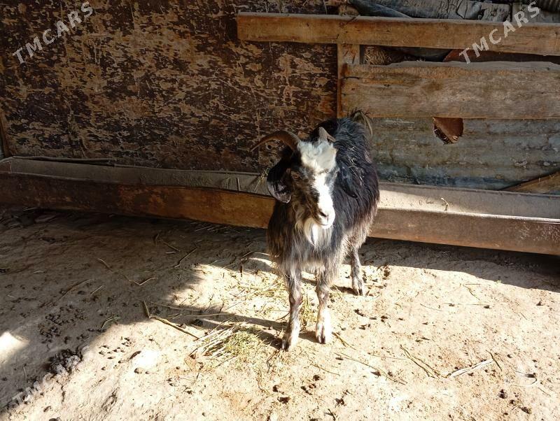 gysyr geci - Берекет - img 2