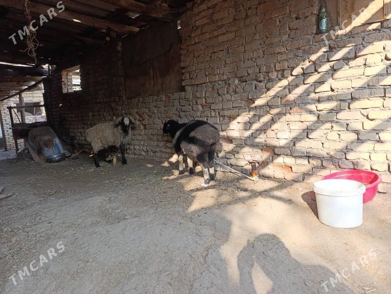 Goyun - Туркменабат - img 2