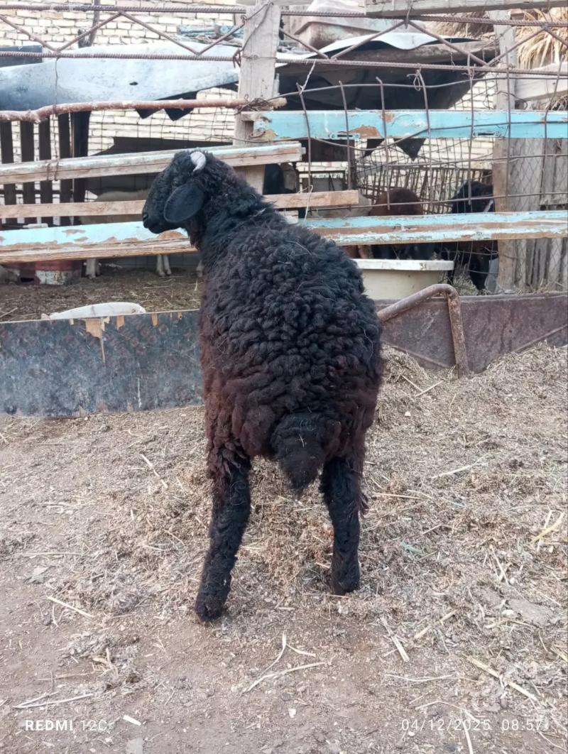 koçkar kuzu - Фарап - img 6