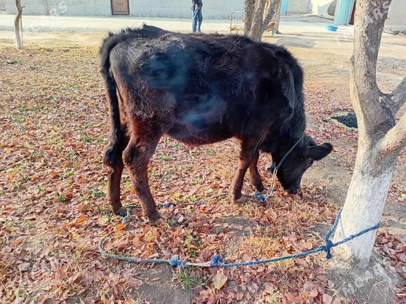 tuwe - Бахарден - img 5