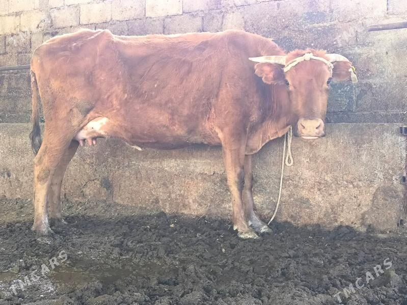 goleli sygyr - Ашхабад - img 2