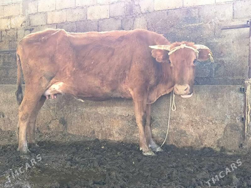 goleli sygyr - Ашхабад - img 3