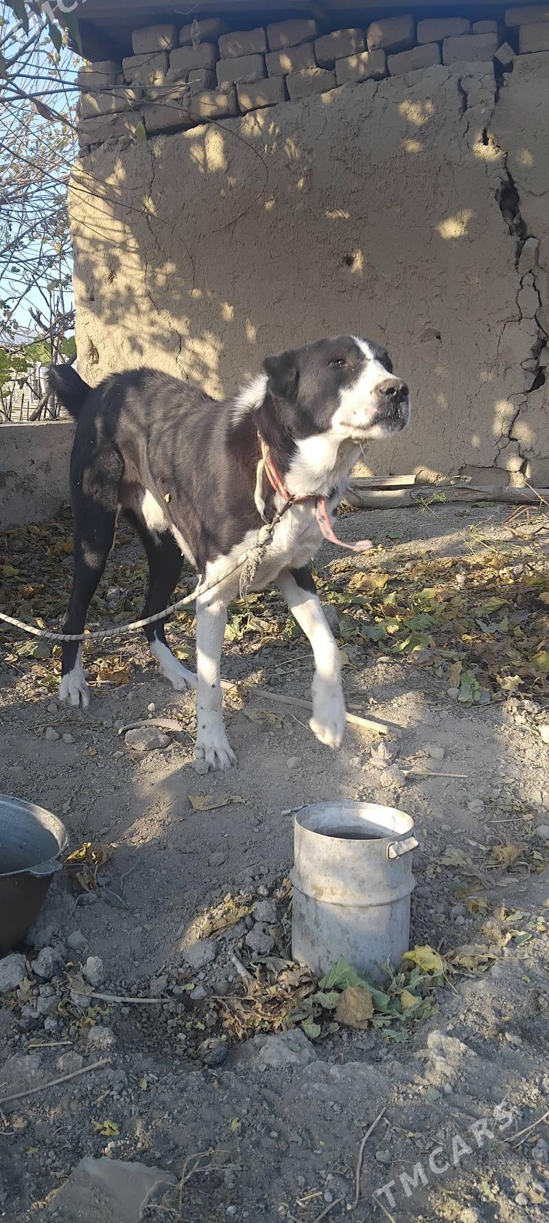 Alabaÿ.Billeg - Махтумкули - img 4