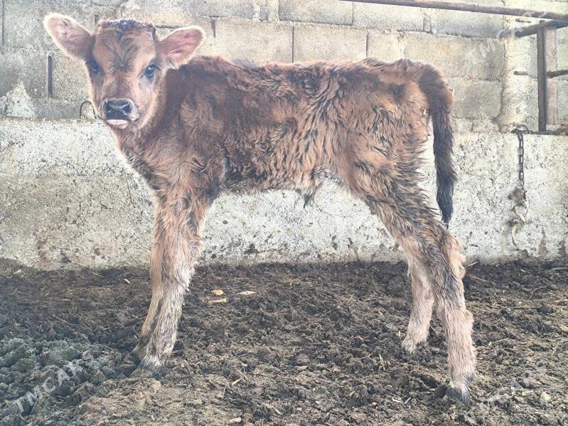 goleli sygyr - Ашхабад - img 4