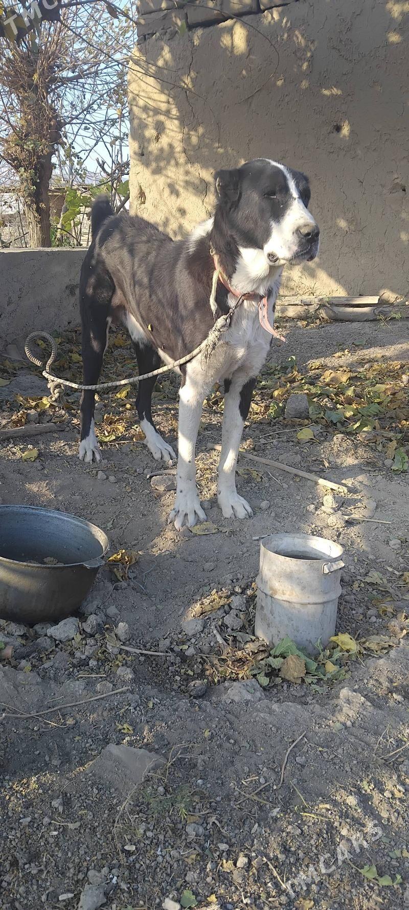 Alabaÿ.Billeg - Махтумкули - img 2