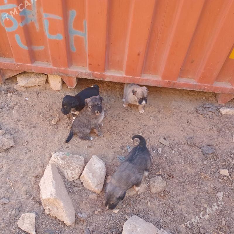 Gujikler - Туркменбаши - img 2