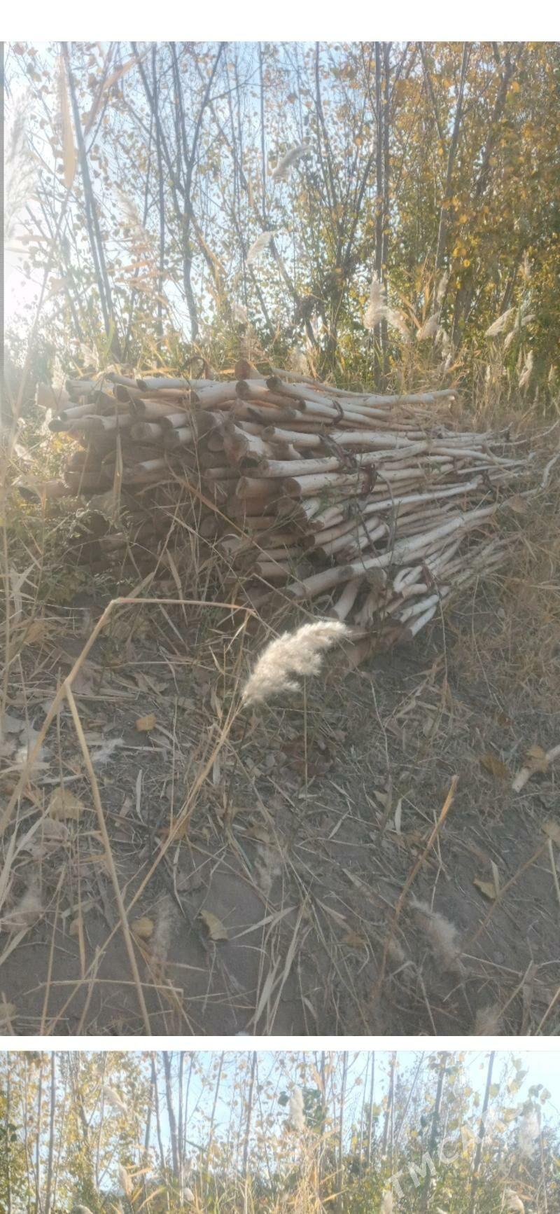 Agaç hada - Gubadag - img 1