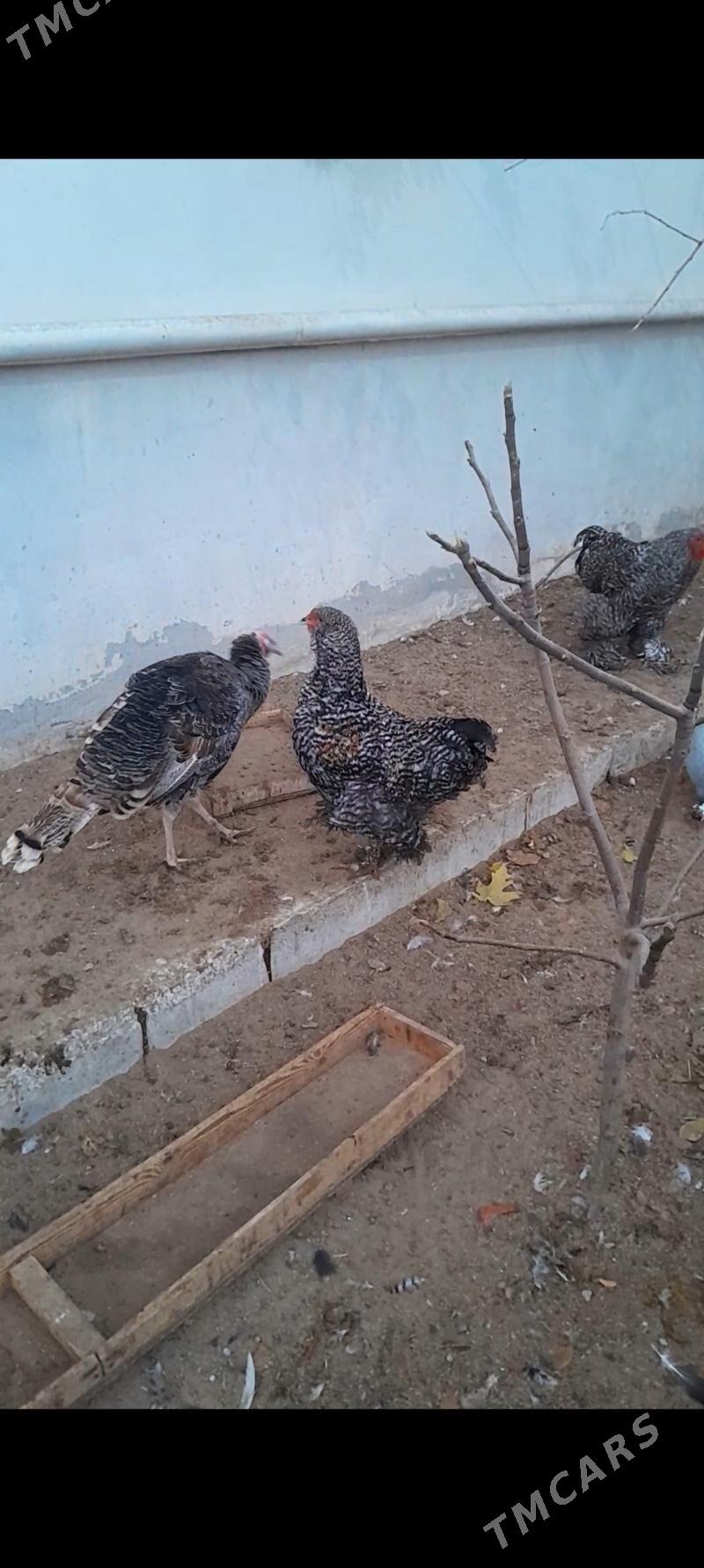 induk horaz - Aşgabat - img 3