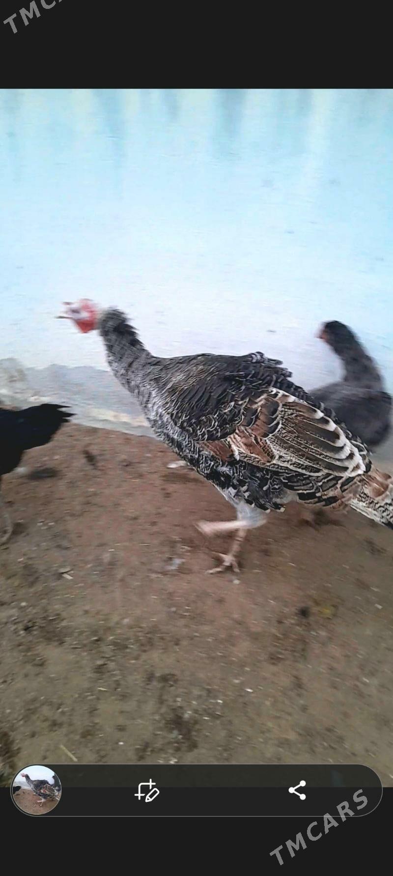 induk horaz - Aşgabat - img 2