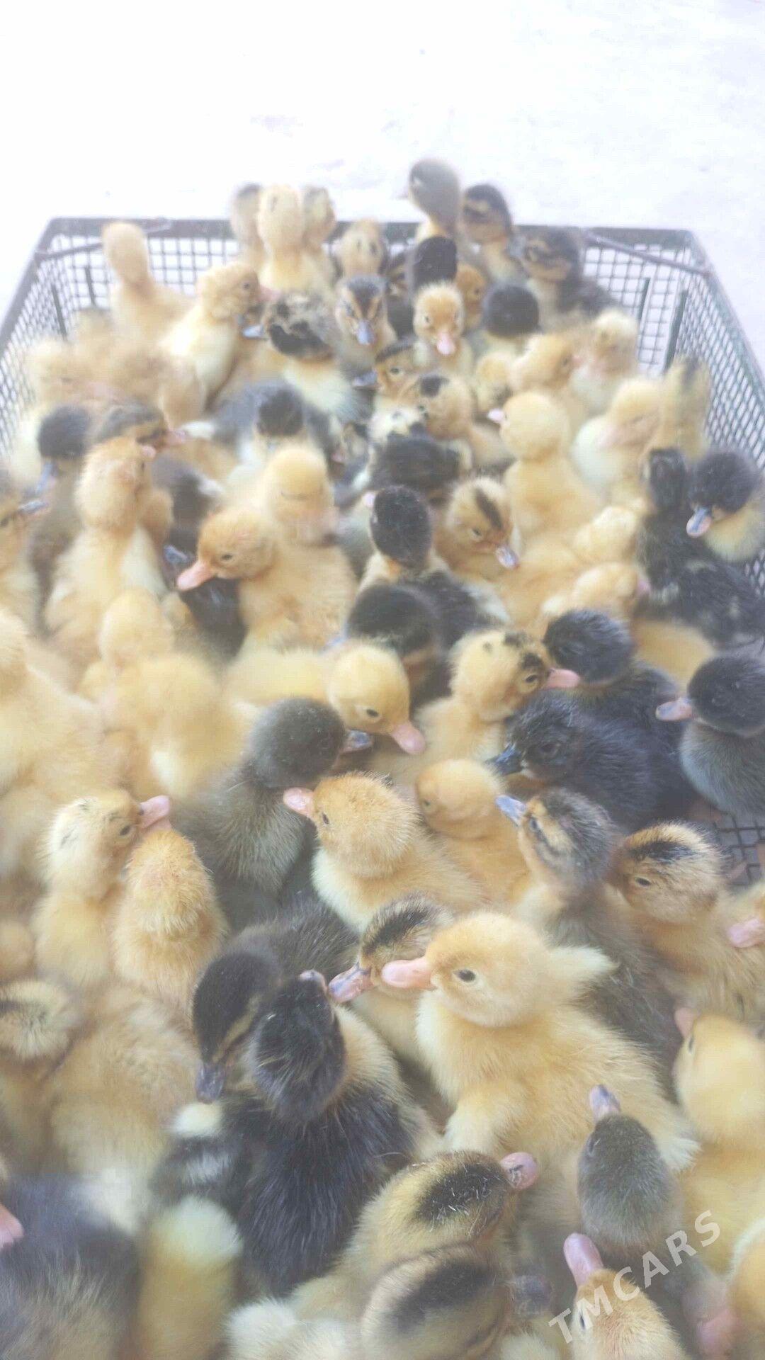 Ördek jüje - Теджен - img 4