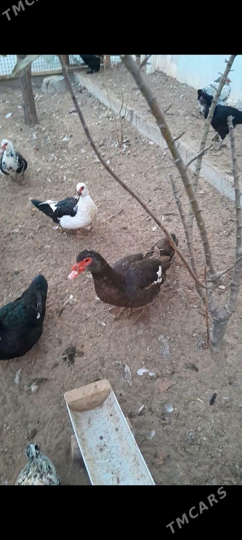 indautga gon̈yr - Aşgabat - img 2