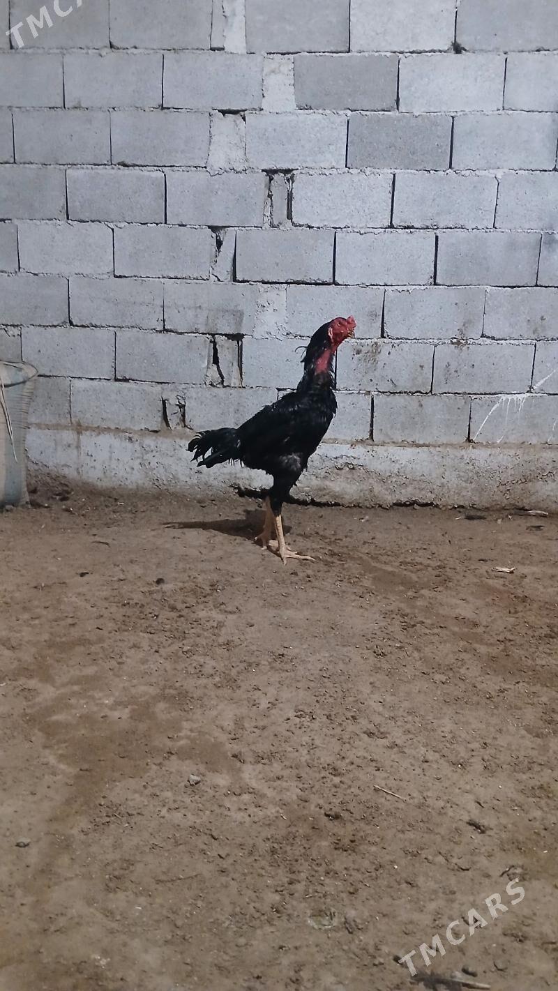 Tasget - Бузмеин - img 4