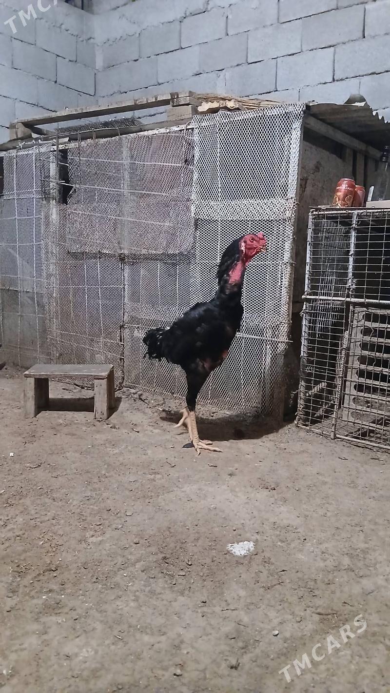 Tasget - Бузмеин - img 5