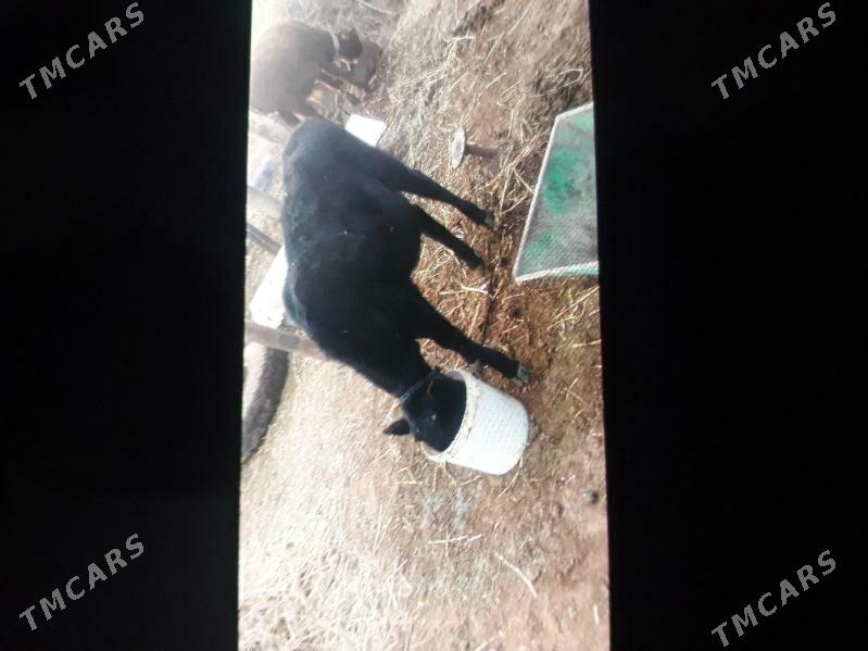 tüwe tuwe - Бабадайхан - img 2