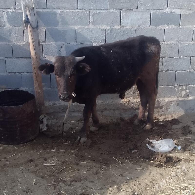 Okuz - Гызыларбат - img 1