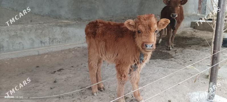 unajyn okuzce - Туркменабат - img 2