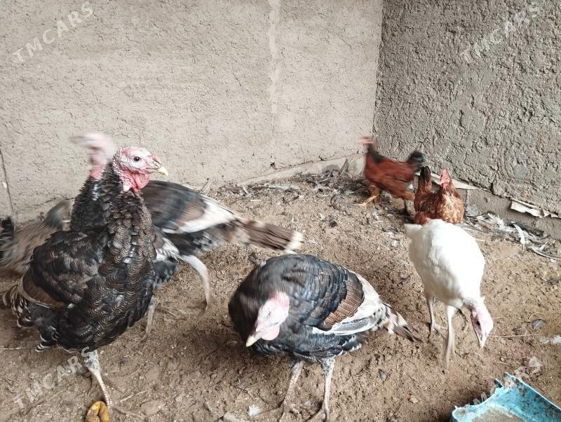 Induk gus 11sany - Серахс - img 3