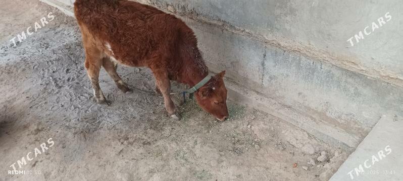 unajyn okuzce - Туркменабат - img 4