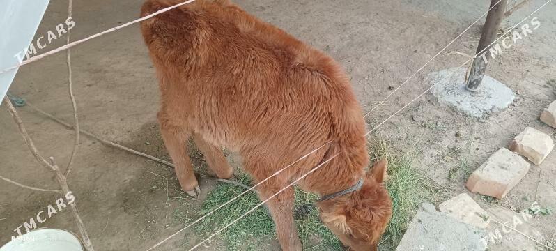 unajyn okuzce - Туркменабат - img 3