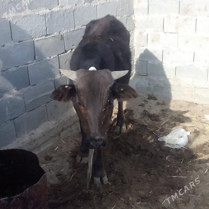 Okuz - Гызыларбат - img 3