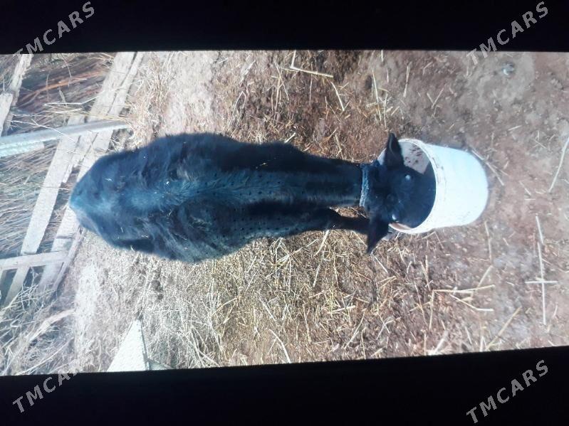 tüwe tuwe - Бабадайхан - img 3