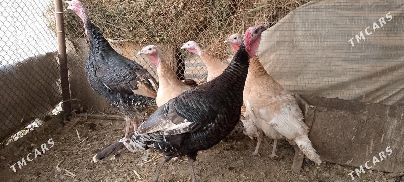 İnduk - Сакарчага - img 2