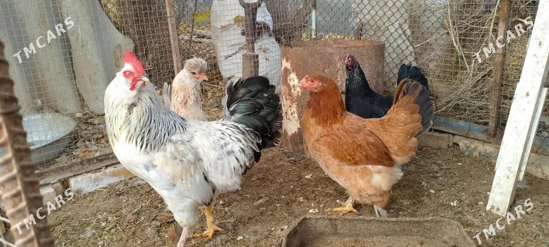 Towuk - Sakarçäge - img 2