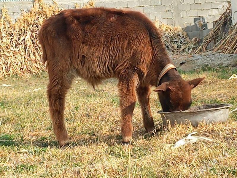 Öküz - Büzmeýin - img 2