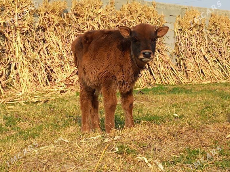 Öküz - Büzmeýin - img 3