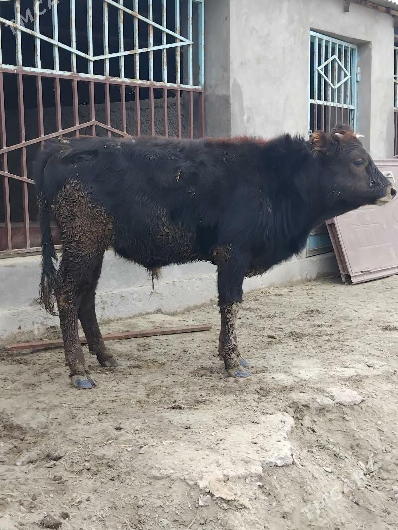 Okuz - Бахарден - img 3