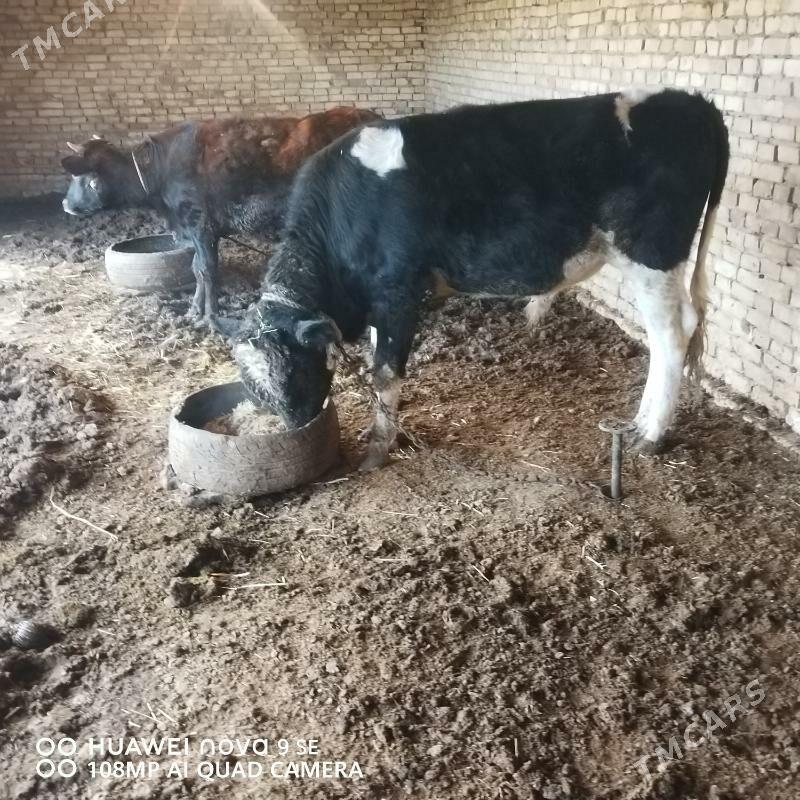 Öküz - Байрамали - img 2