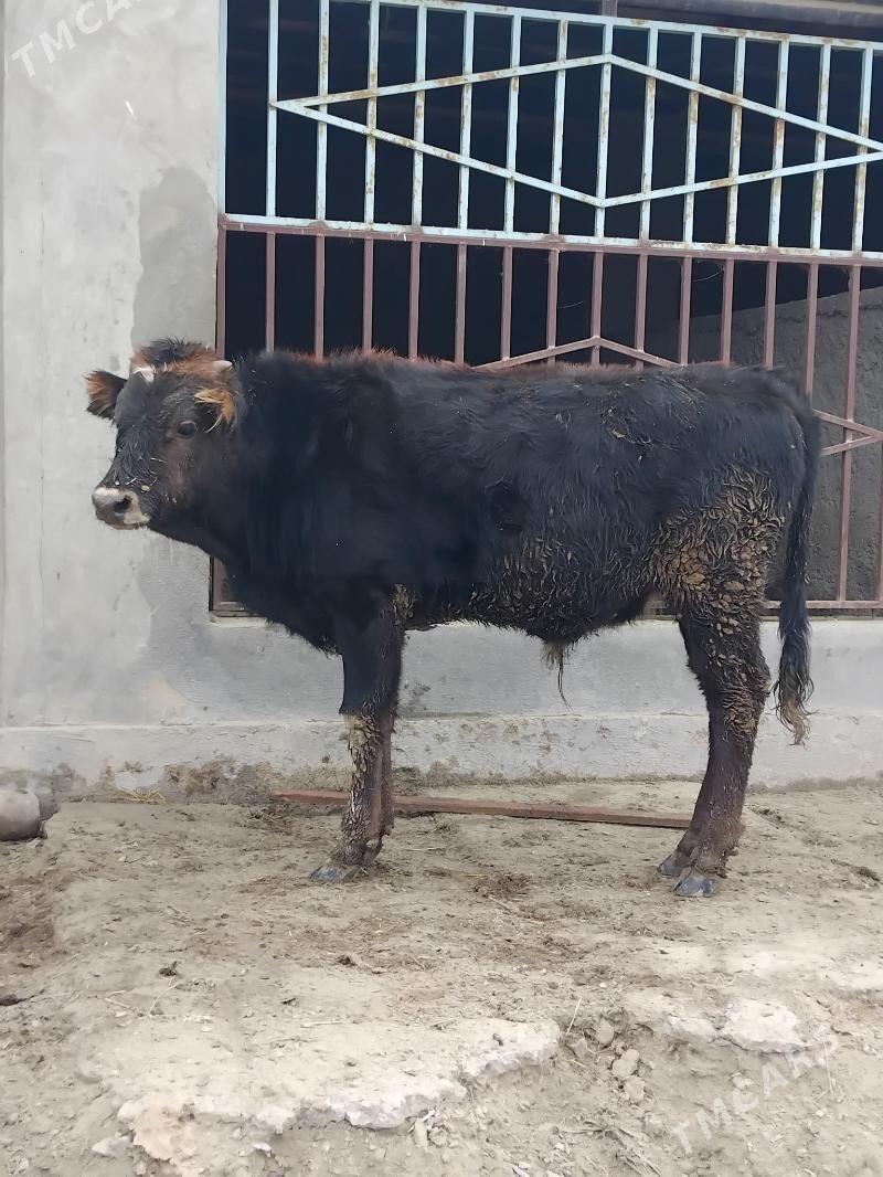 Okuz - Бахарден - img 1