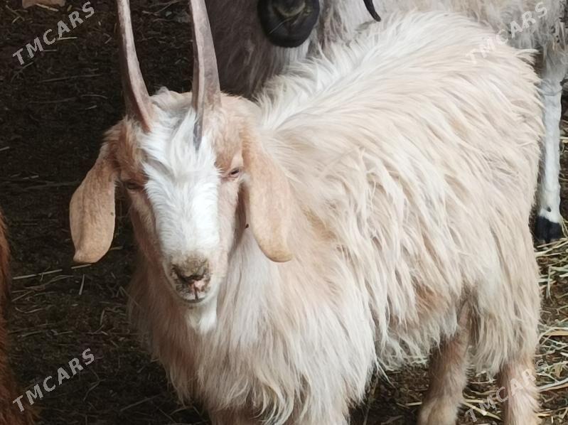 Koyun Geci - Dänew - img 4