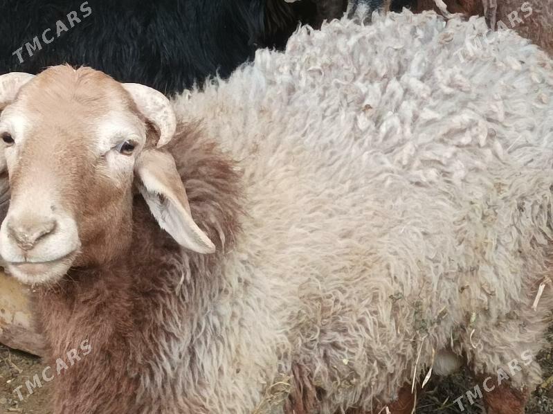 Koyun Geci - Dänew - img 7