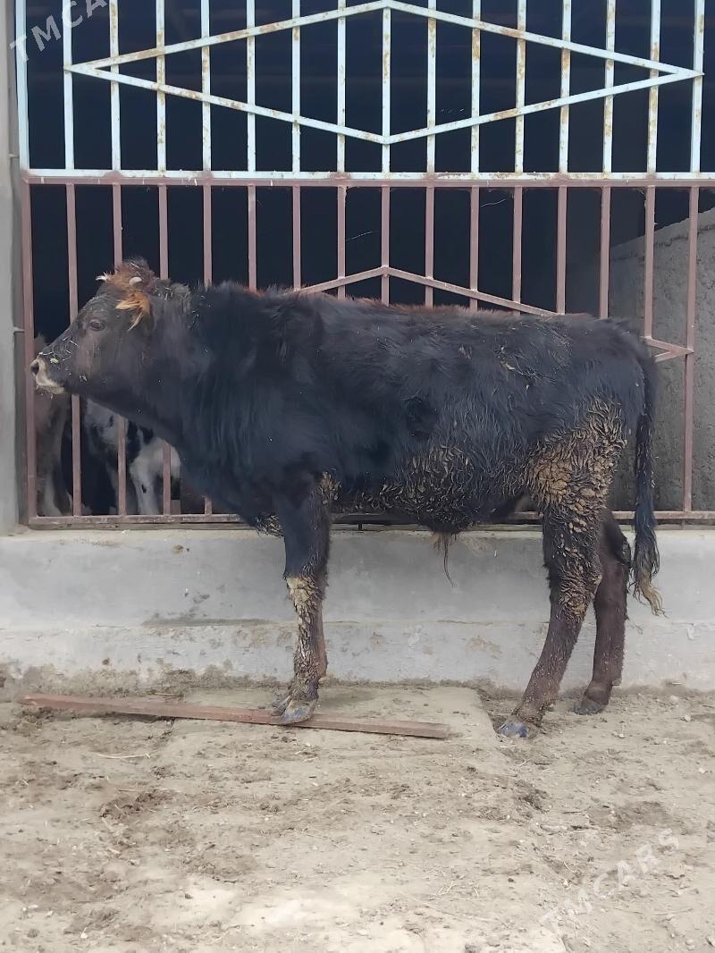 Okuz - Бахарден - img 2