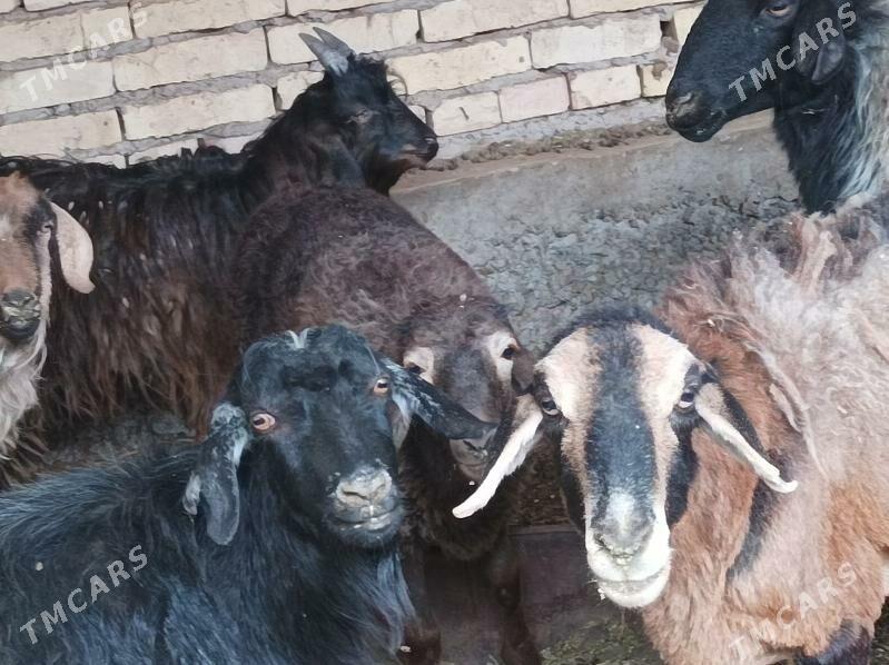 Koyun Geci - Dänew - img 8