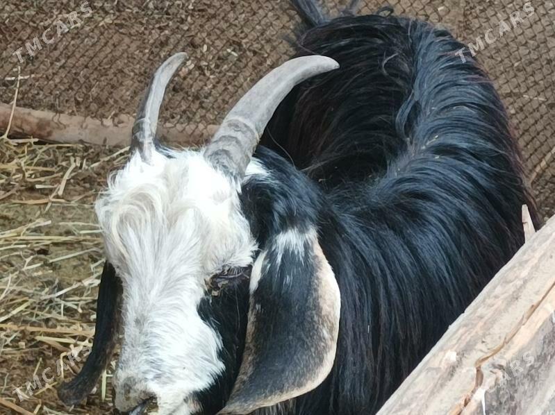 Koyun Geci - Dänew - img 5