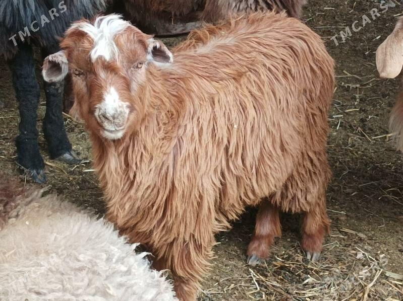 Koyun Geci - Dänew - img 3